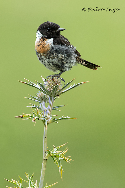 Tarabilla común (Saxicola torquata)